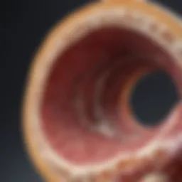 Detailed illustration of bone marrow structure