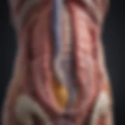 An illustration of the gastrointestinal tract highlighting motility areas.