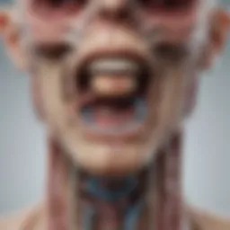 Illustration of brainstem anatomy highlighting tumor locations