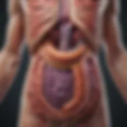 Illustration of the digestive system with labeled organs