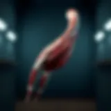 Understanding Diseases of Skeletal Muscle: An In-depth Exploration Introduction