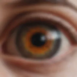 An anatomical diagram showing the layers of the eye