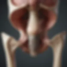 Illustration depicting the anatomical structure of the femoral head