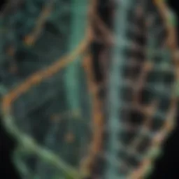 Diagram illustrating the structure of the GFP nucleotide sequence