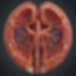 Illustration of kidney anatomy highlighting the glomeruli