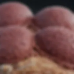 Visual representation of hepatocarcinoma progression