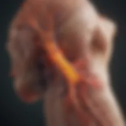 Diagram depicting the immune response in inflamed arthritis