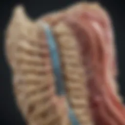 Illustration of lumbar spine anatomy