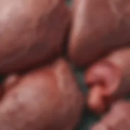 Illustration of liver masses showing various types and characteristics.