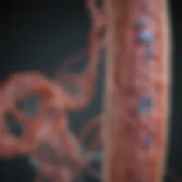 Diagram illustrating the genetic mechanisms of muscular dystrophy