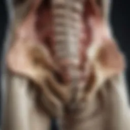 Detailed anatomical diagram of the sacroiliac joint