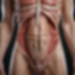 Diagram illustrating the anatomy of the abdominal area focused on the left side.