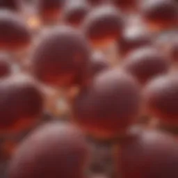 Visual representation of liver enzymes in blood tests