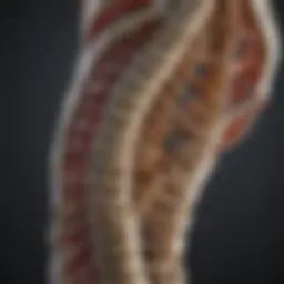 Detailed anatomical model showcasing the intricate structure of the spine.