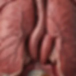 An illustration depicting the liver's anatomy related to NAFLD.