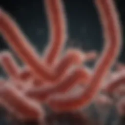 A scientific representation of E. coli bacteria