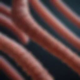 Genetic structure related to XLH